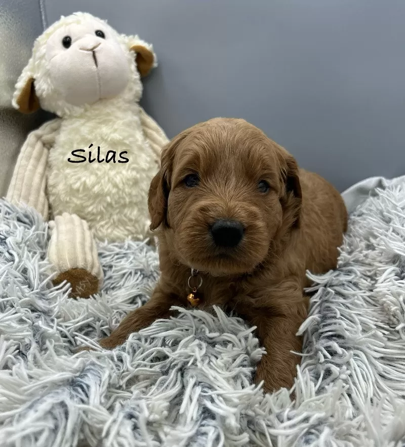 Silas