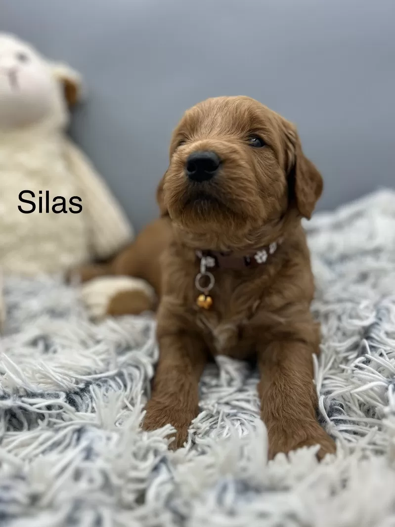 Silas