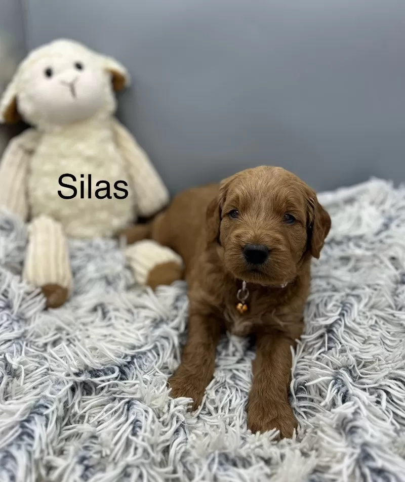 Silas