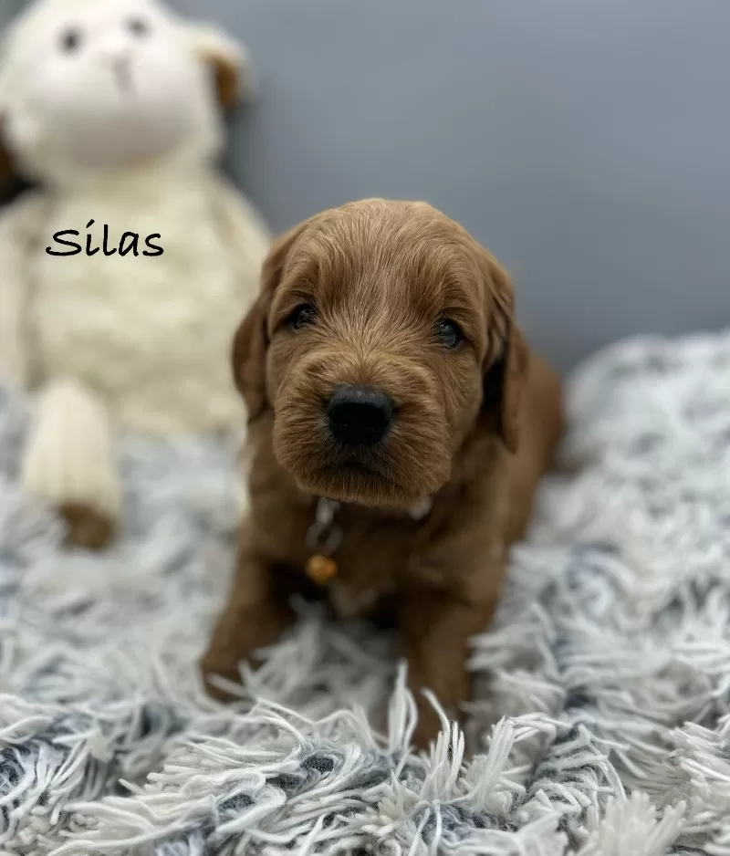 Silas