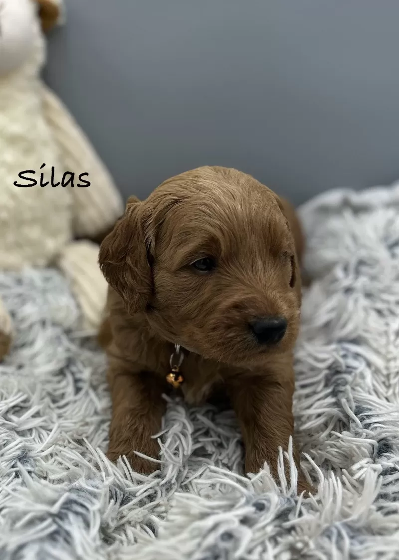 Silas