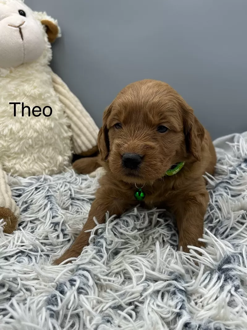 Puppy Name: Theo