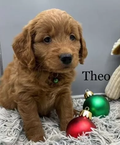 Puppy Name: Theo