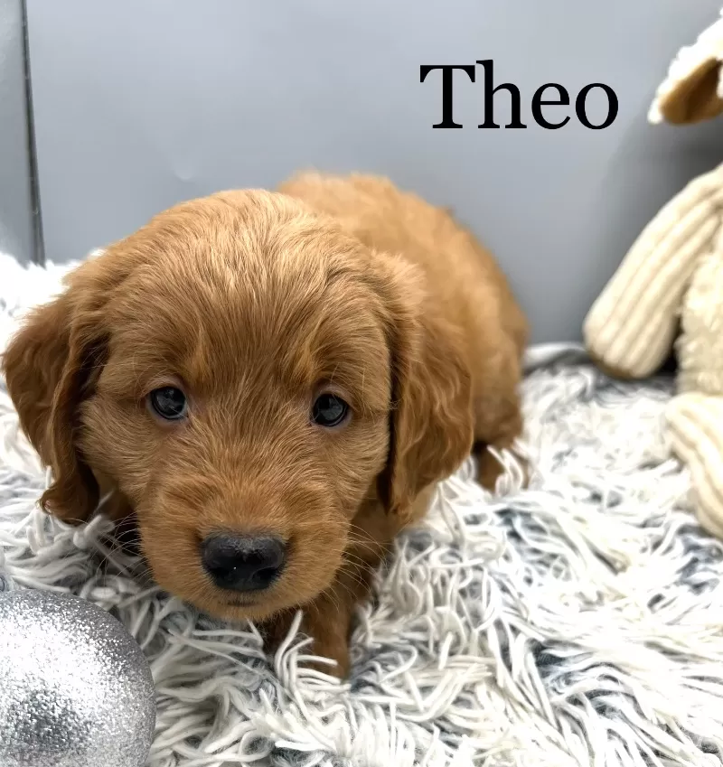 Theo