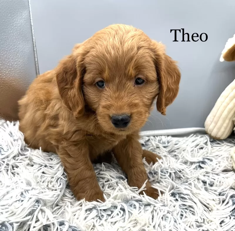 Theo