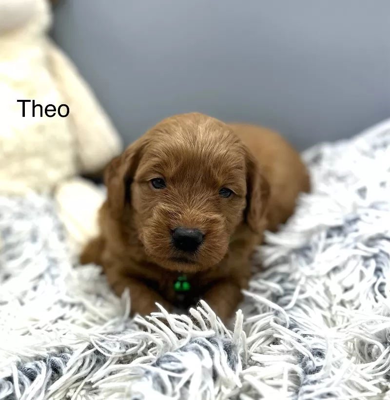 Theo