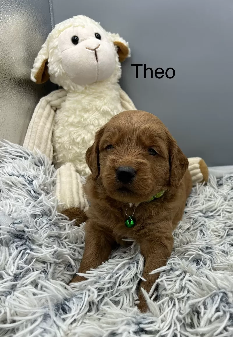 Theo