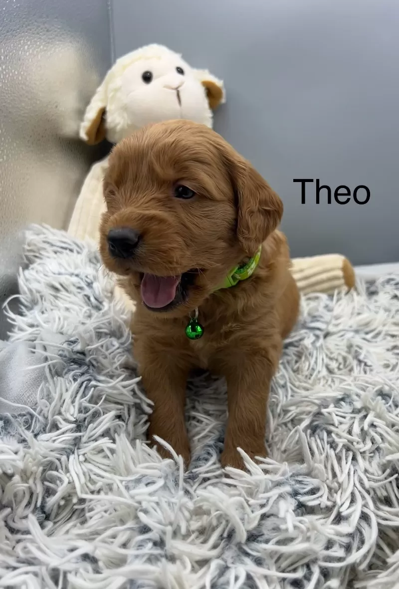 Theo