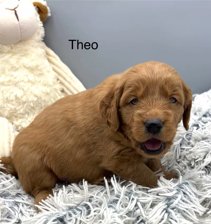 Theo