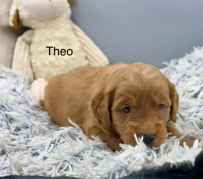 Theo