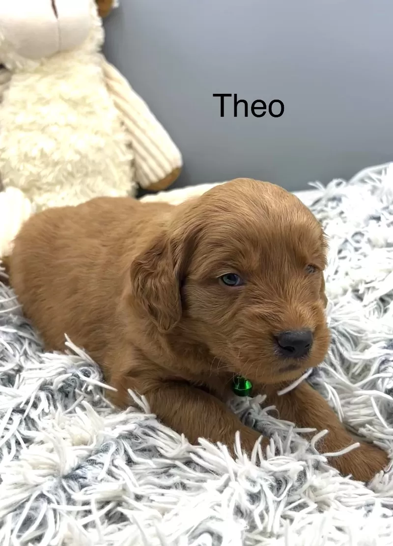 Theo