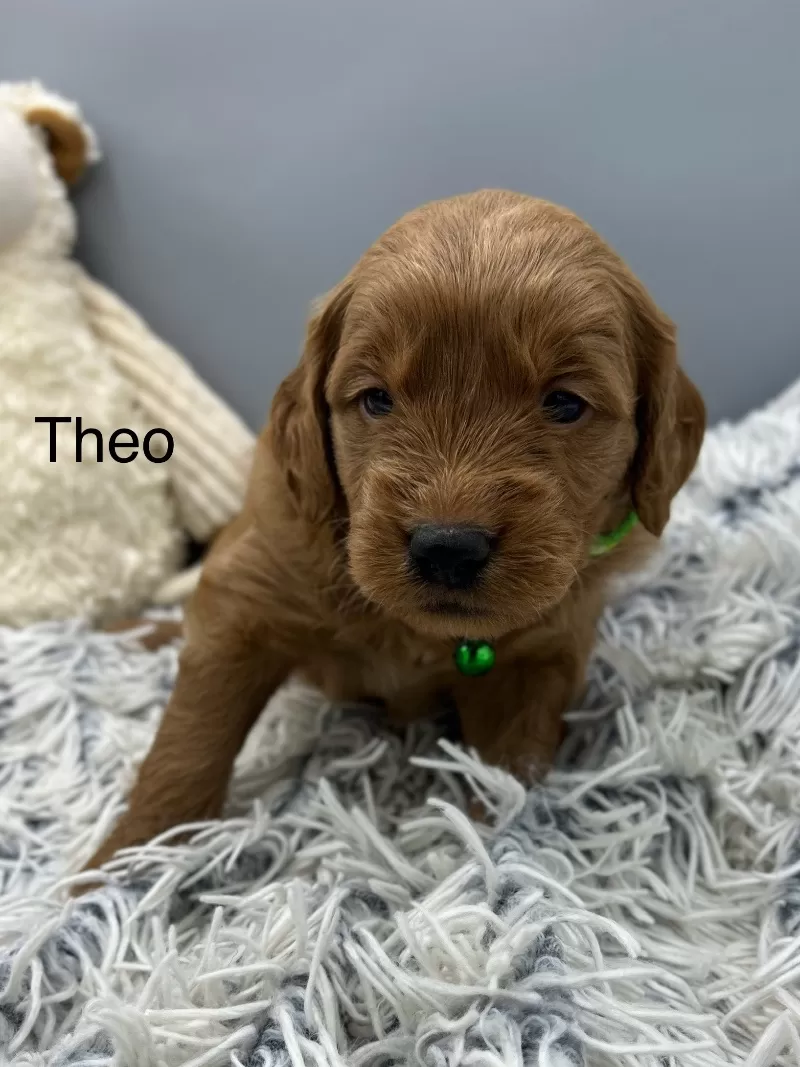 Theo