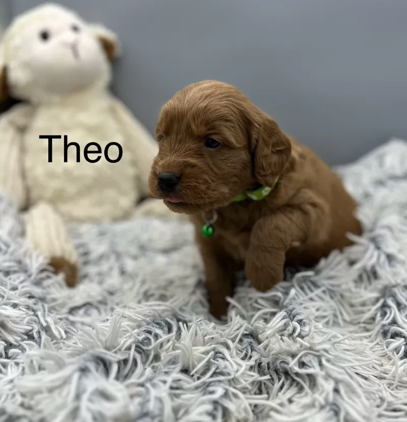 Theo