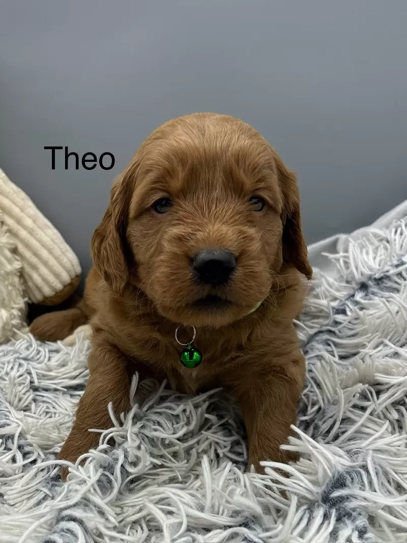 Theo