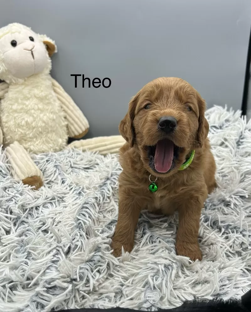 Theo