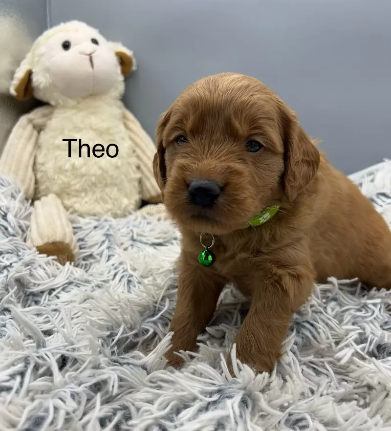 Theo