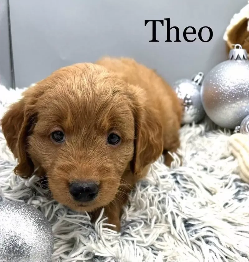 Theo