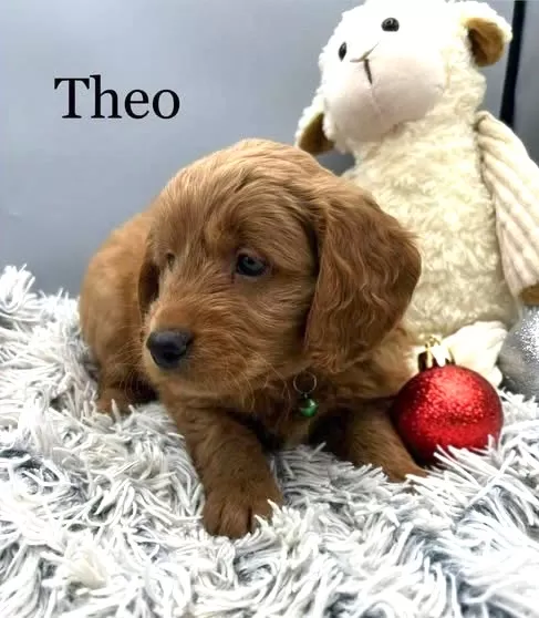 Theo