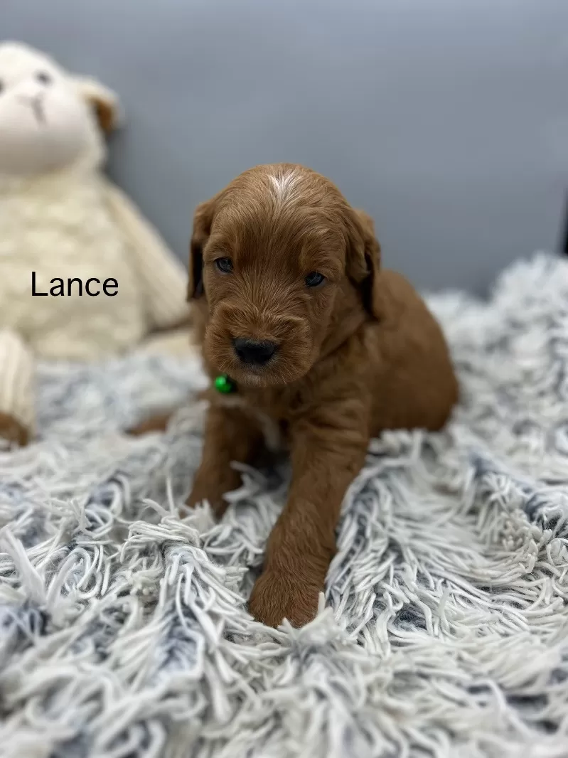 Lance