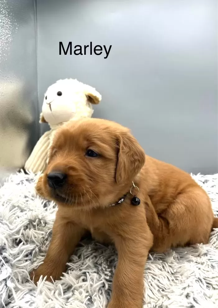 Marley #1