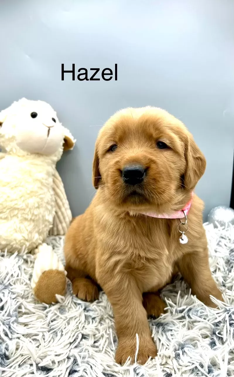 Hazel