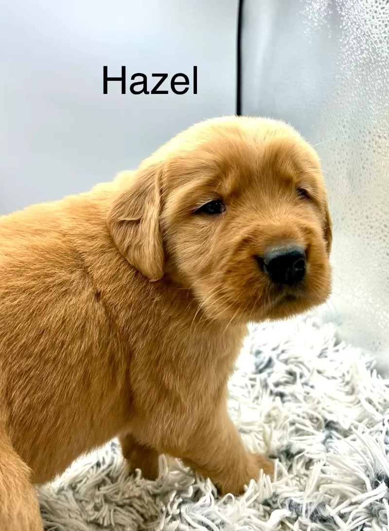 Hazel