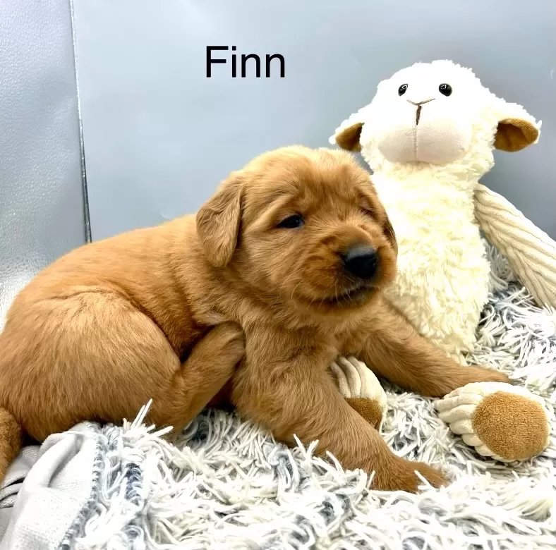 Finn