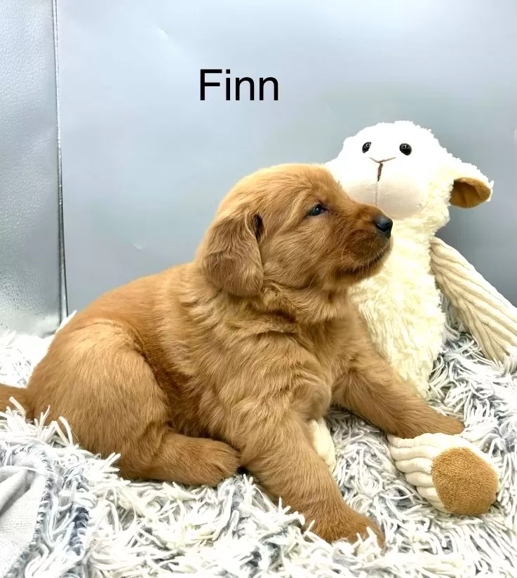 Finn