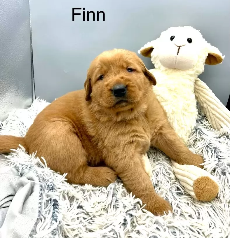 Finn