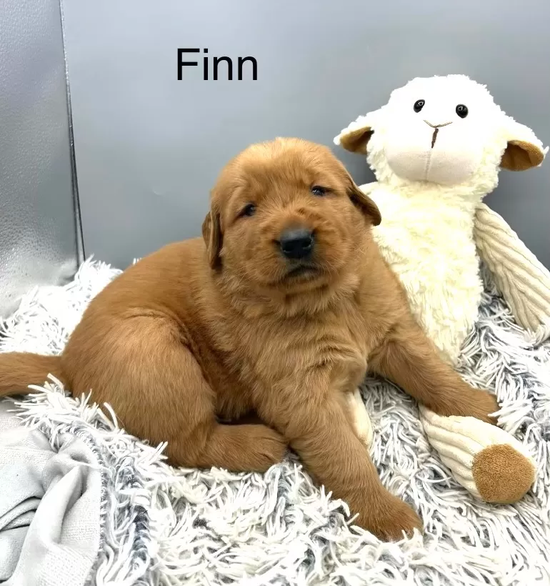 Finn