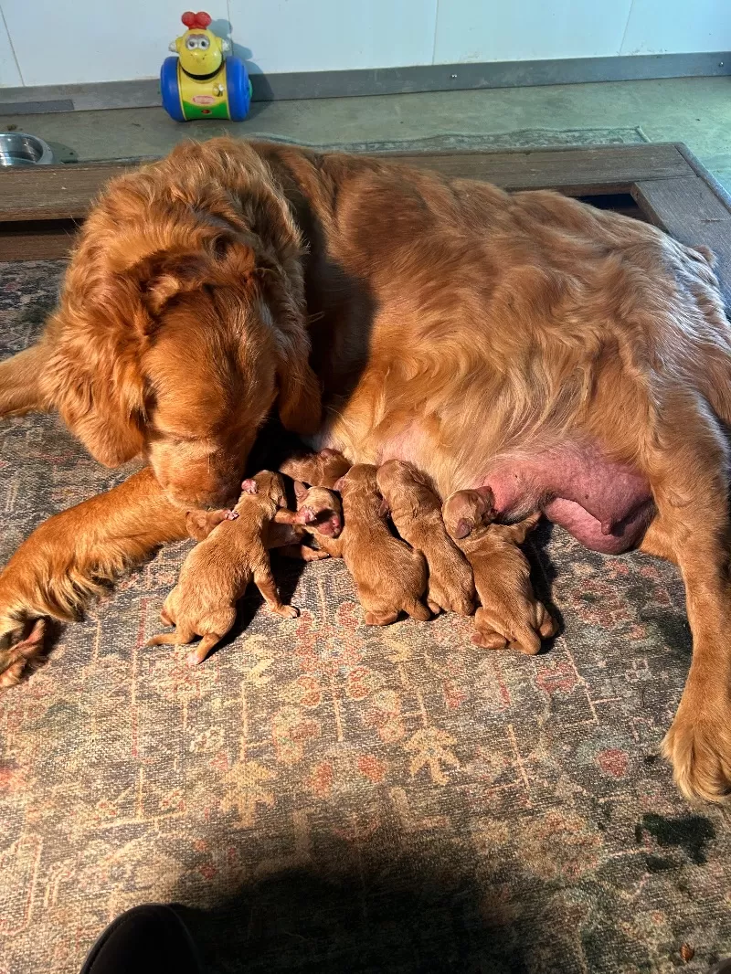 Puppy Name: Lacy’s litter