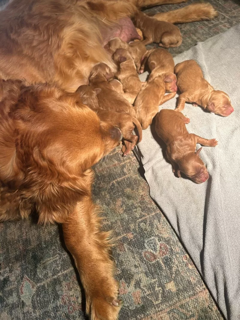 Lacy’s litter