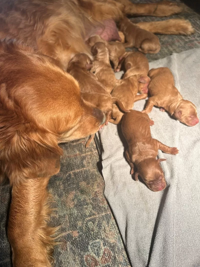 Lacy’s litter