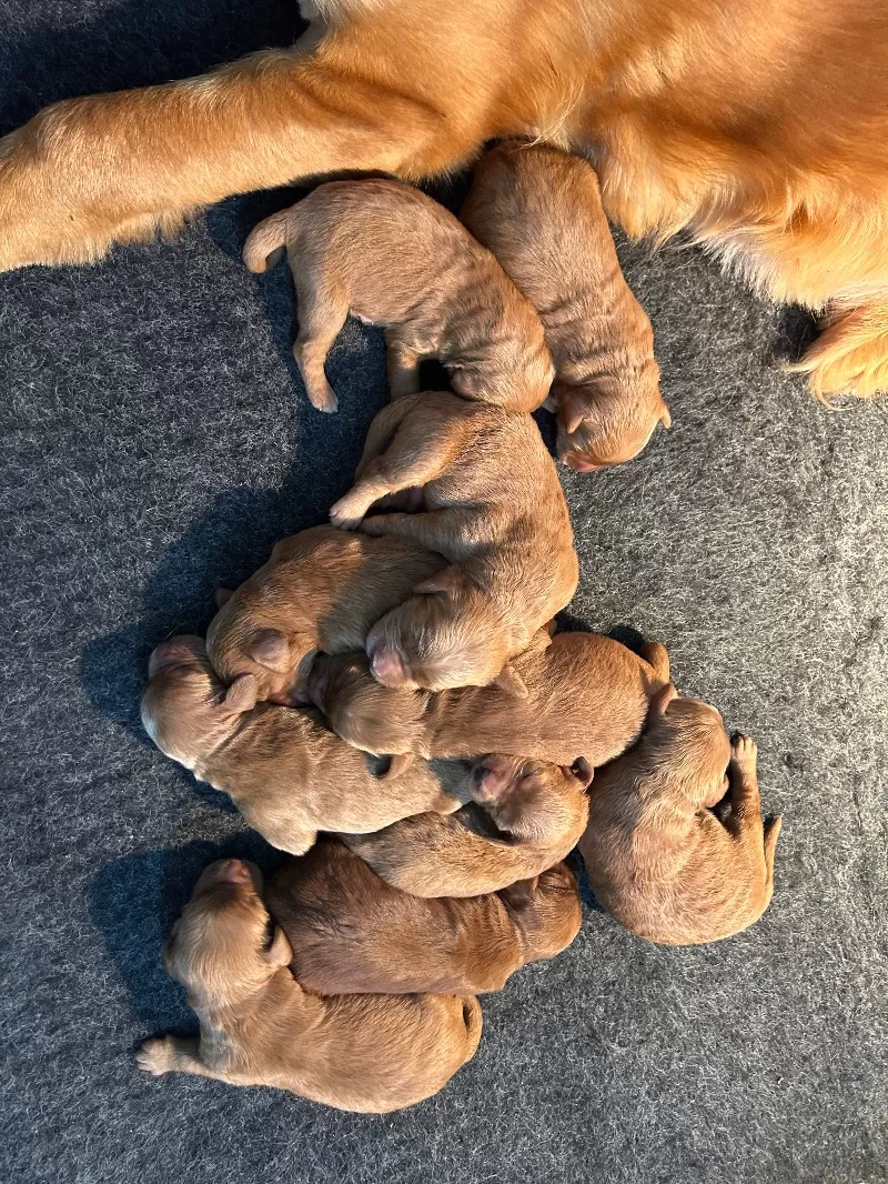 Lacy’s litter
