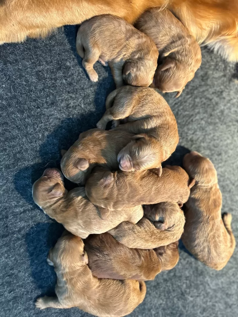 Lacy’s litter