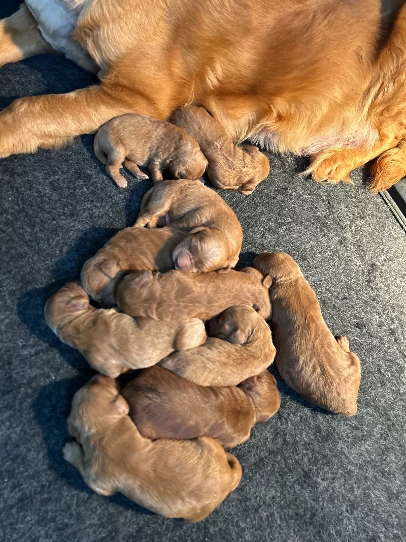 Lacy’s litter