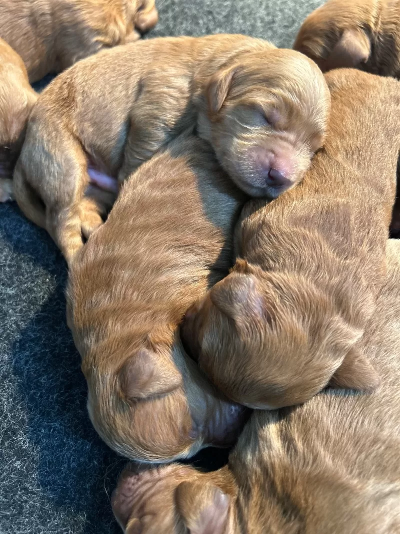 Lacy’s litter