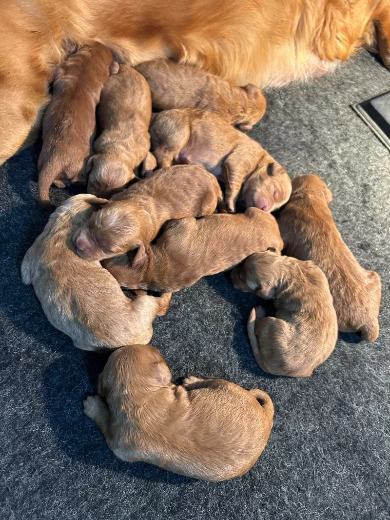 Lacy’s litter