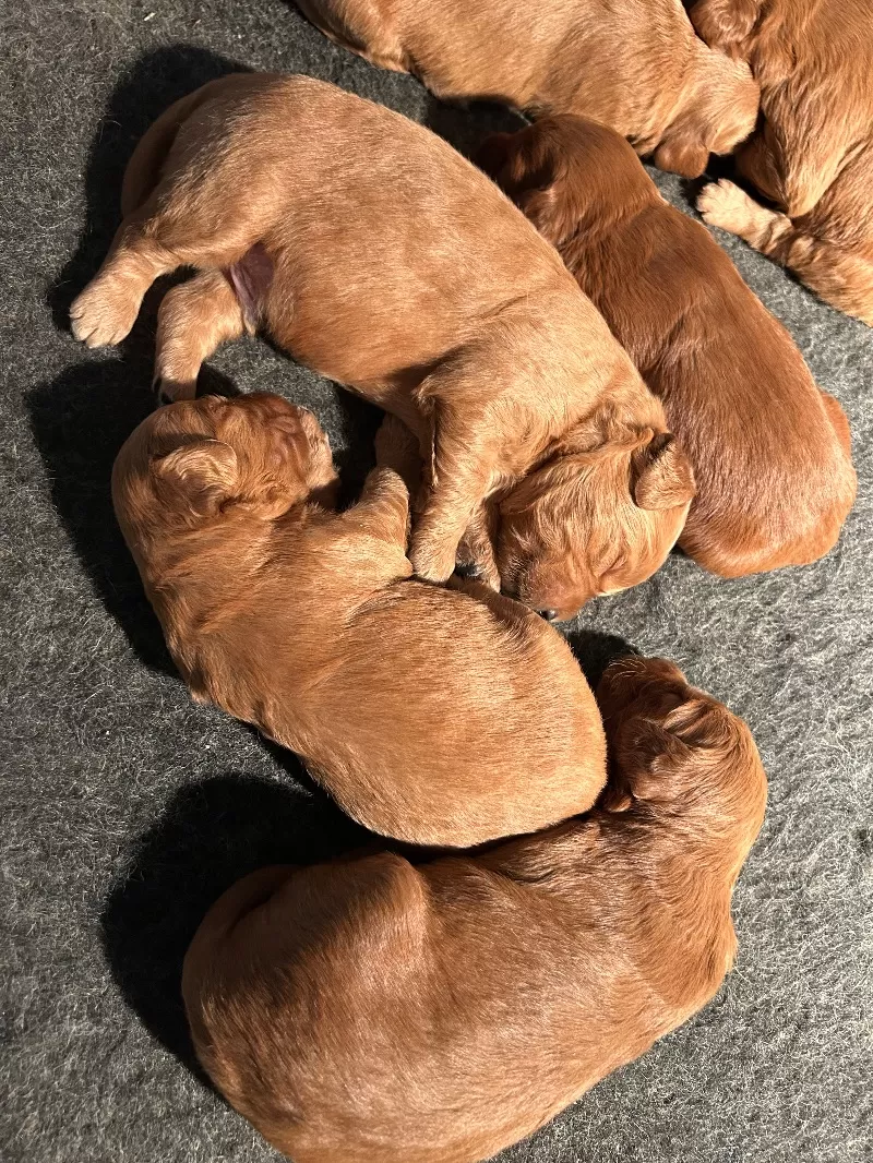 Lacy’s litter