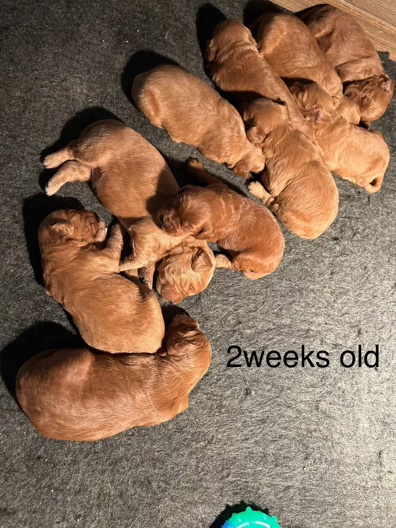 Lacy’s litter