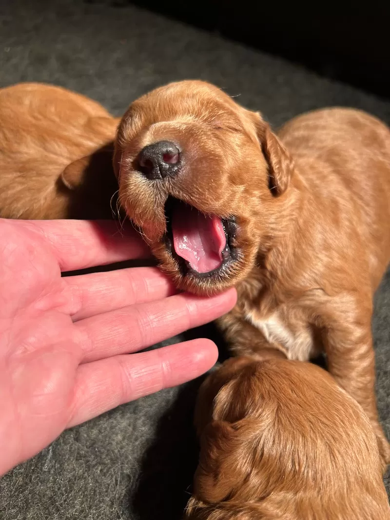 Lacy’s litter