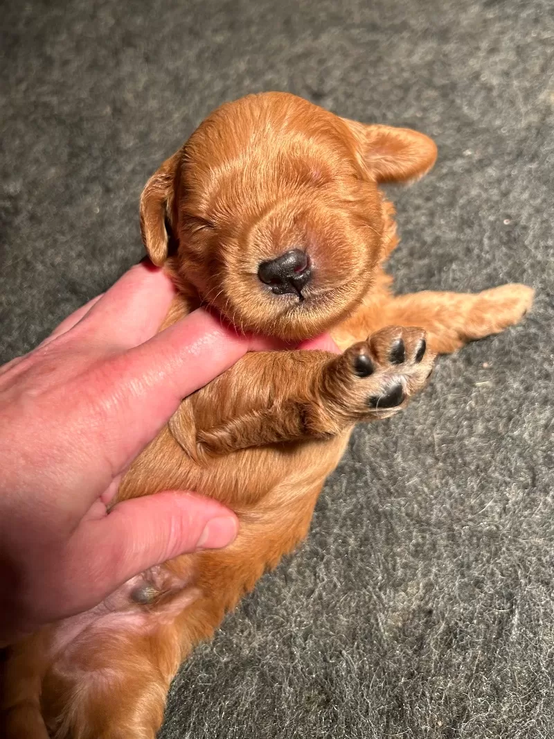Lacy’s litter