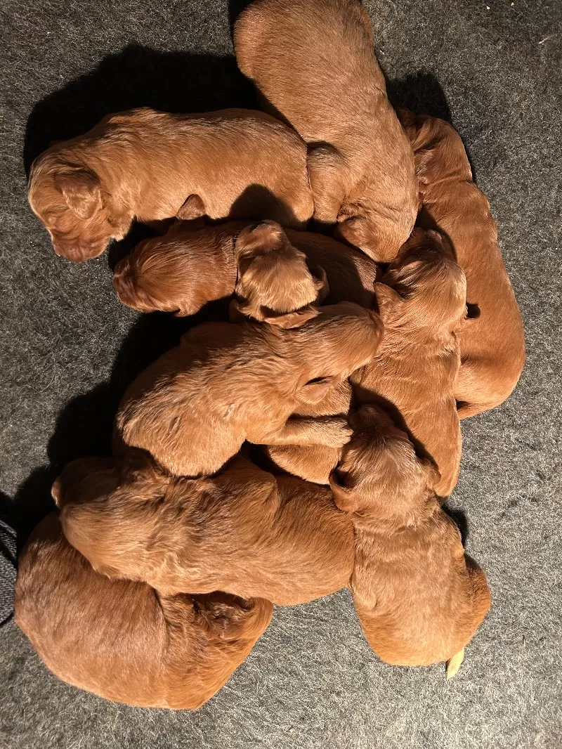 Lacy’s litter