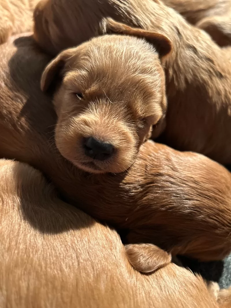 Lacy’s litter