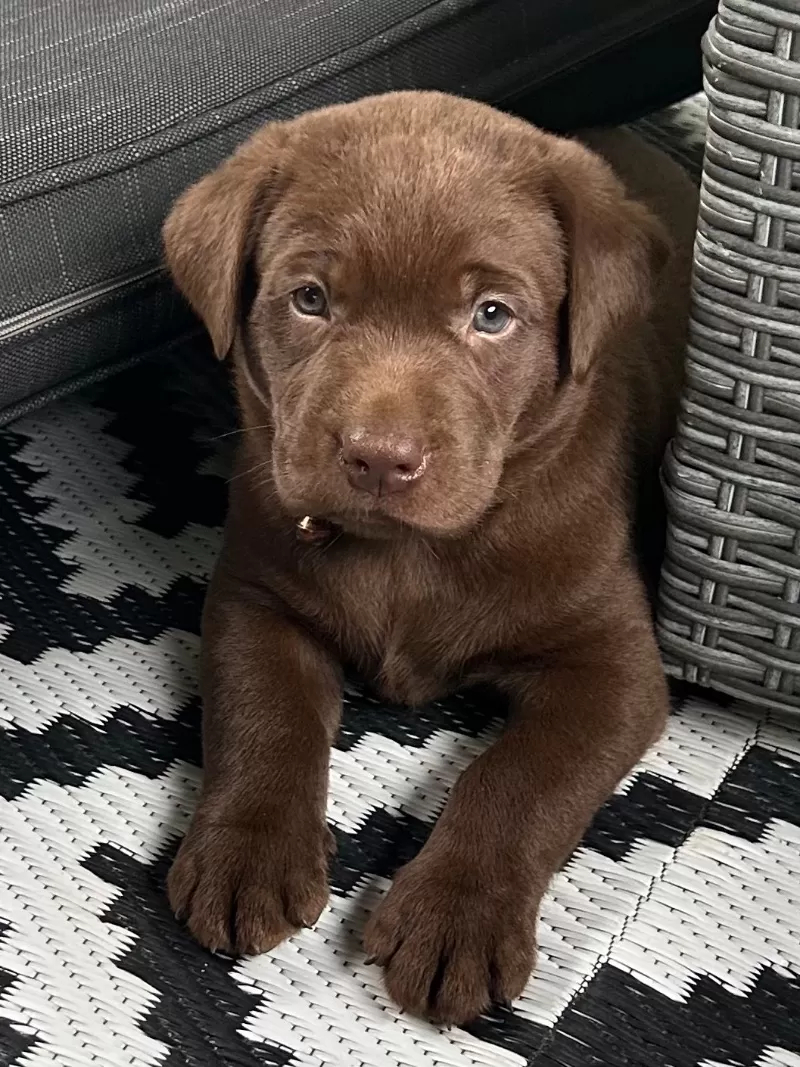 Puppy Name: Remi