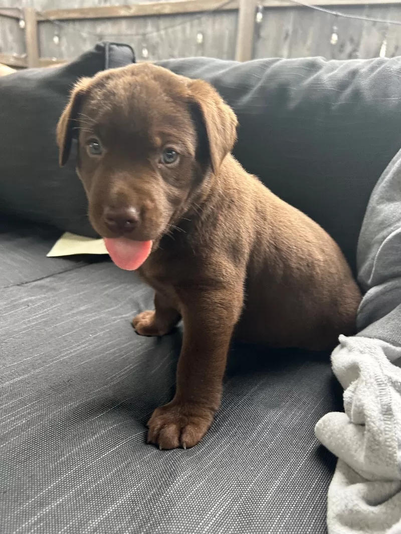 Remi
