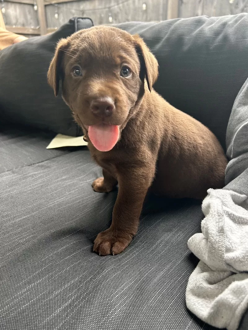 Remi