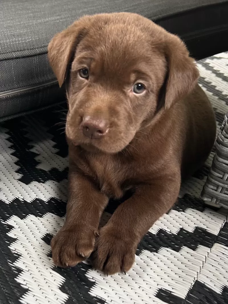 Remi