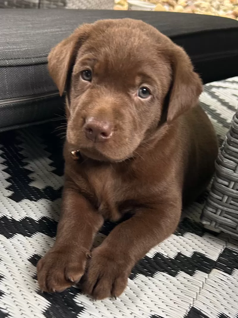 Remi
