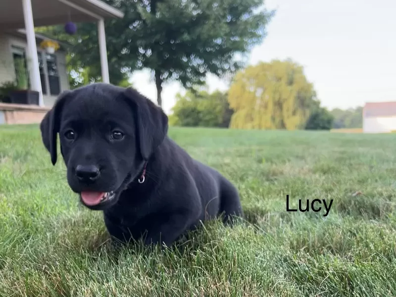 Lucy